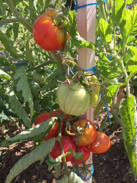 tomates 2018 sur pied