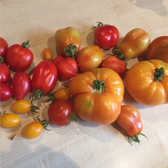 première récolte de tomates