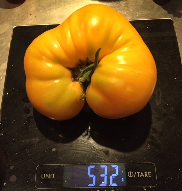 ma plus grosse tomate