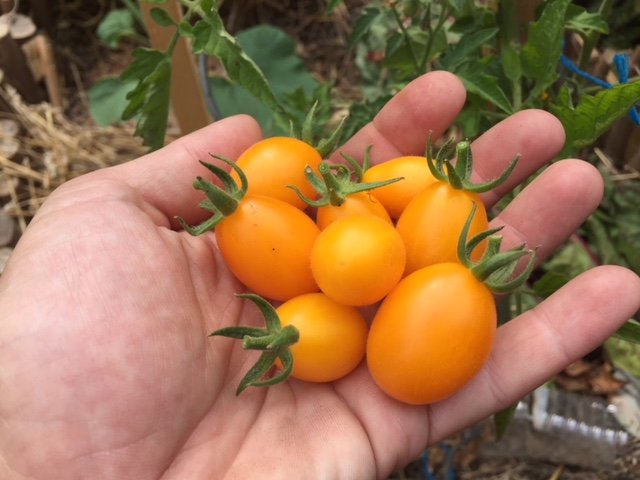 tomates cerises jaunes allongées