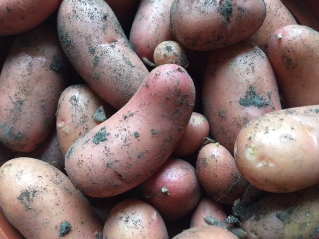 La récolte des pommes de terre 🥔 nouvelles