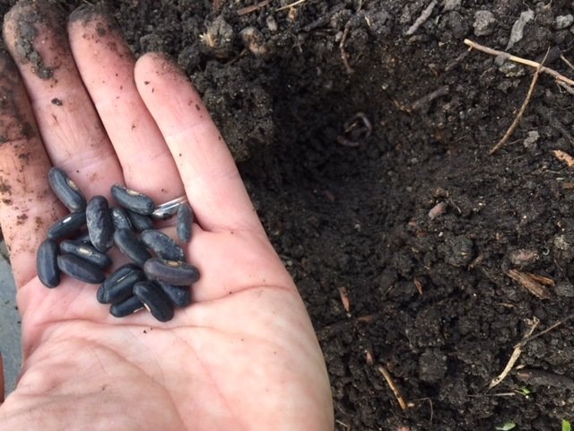 Comment semer des haricots verts ?