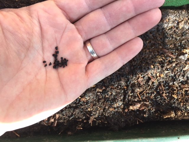semis de graines de poireaux 2018