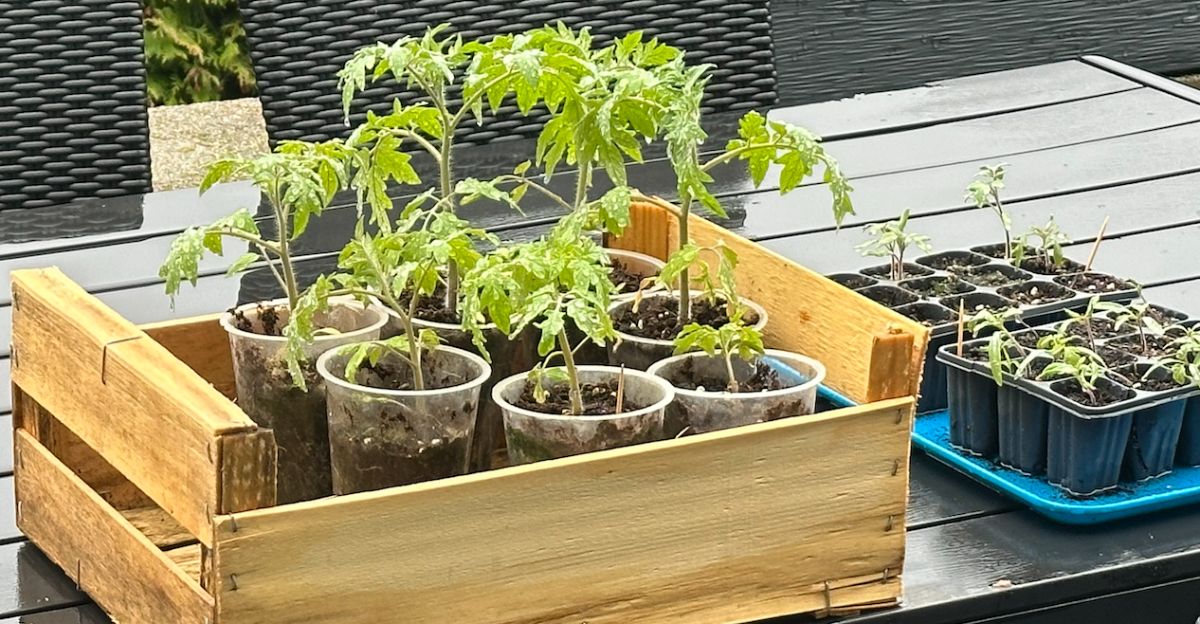 semis-tomates-maison