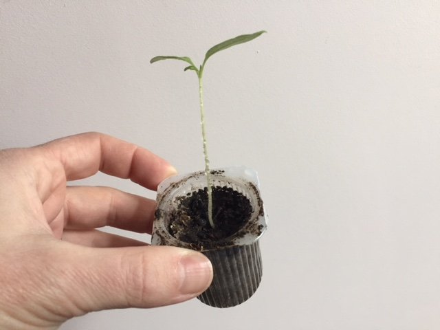 arrivée des premières feuilles dans le plant de tomate du petit suisse