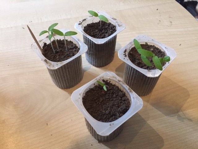 4 petits suisses avec leurs plants de tomate