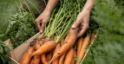 Temps de pousse des carottes