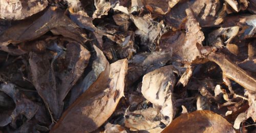 temps-decomposition-feuilles-mortes