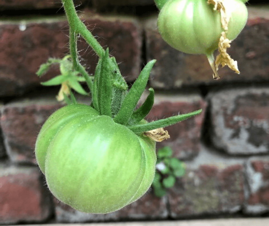 traitements préventifs sur les tomates