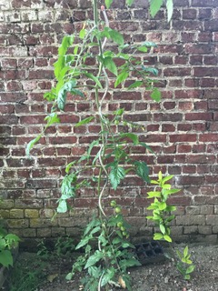 Plant de tomate enroulé dans la spirale