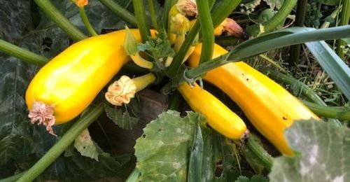 Courgettes gold