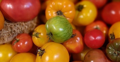 Quelles sont les variétés de tomates précoces ?