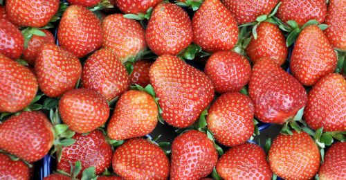Les variétés de fraisiers