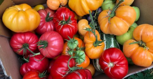 5 variétés de tomates à avoir au potager