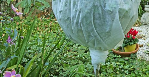 Utiliser un voile d'hivernage pour protéger les plantes du froid