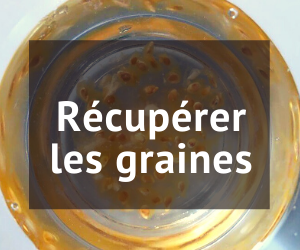 Comment récupérer les graines de tomates